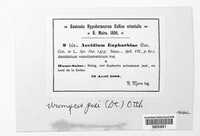 Endophyllum euphorbiae-sylvaticae image